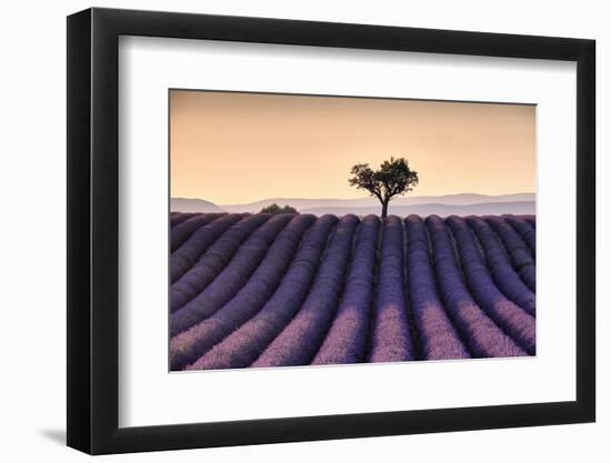 Lonely tree on top of a lavender field at sunset, Valensole, Provence, France, Europe-Francesco Fanti-Framed Photographic Print