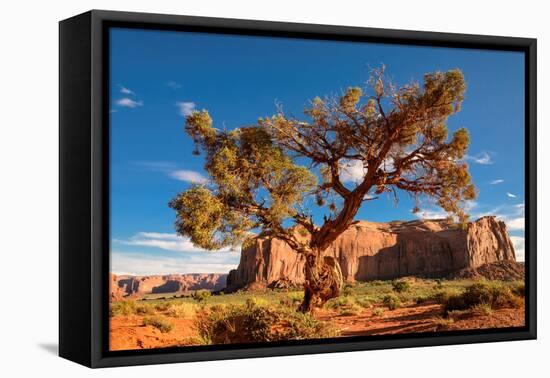 Lonely Tree Still a Life in Monument Valley, Utah-lucky-photographer-Framed Premier Image Canvas