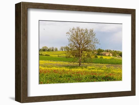 Lonely tree. Tuscan meadow with a farm. Yellow mustard plants and red poppies. Tuscany, Italy.-Tom Norring-Framed Photographic Print