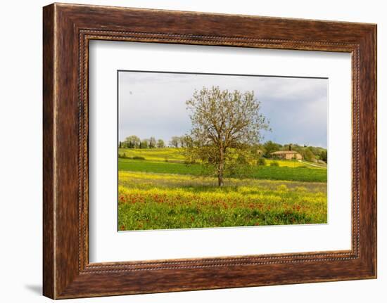 Lonely tree. Tuscan meadow with a farm. Yellow mustard plants and red poppies. Tuscany, Italy.-Tom Norring-Framed Photographic Print