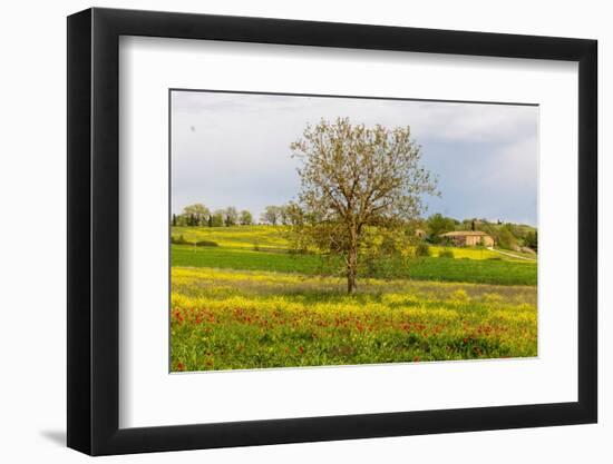 Lonely tree. Tuscan meadow with a farm. Yellow mustard plants and red poppies. Tuscany, Italy.-Tom Norring-Framed Photographic Print