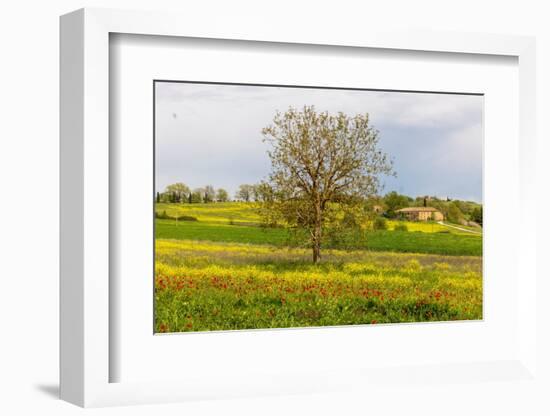 Lonely tree. Tuscan meadow with a farm. Yellow mustard plants and red poppies. Tuscany, Italy.-Tom Norring-Framed Photographic Print