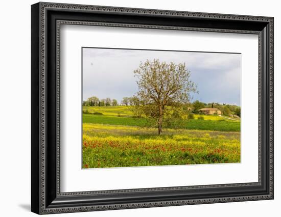 Lonely tree. Tuscan meadow with a farm. Yellow mustard plants and red poppies. Tuscany, Italy.-Tom Norring-Framed Photographic Print