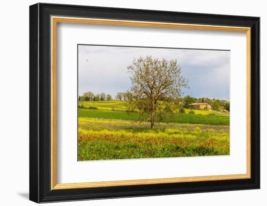 Lonely tree. Tuscan meadow with a farm. Yellow mustard plants and red poppies. Tuscany, Italy.-Tom Norring-Framed Photographic Print