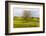 Lonely tree. Tuscan meadow with a farm. Yellow mustard plants and red poppies. Tuscany, Italy.-Tom Norring-Framed Photographic Print