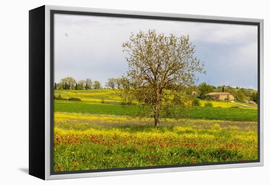 Lonely tree. Tuscan meadow with a farm. Yellow mustard plants and red poppies. Tuscany, Italy.-Tom Norring-Framed Premier Image Canvas