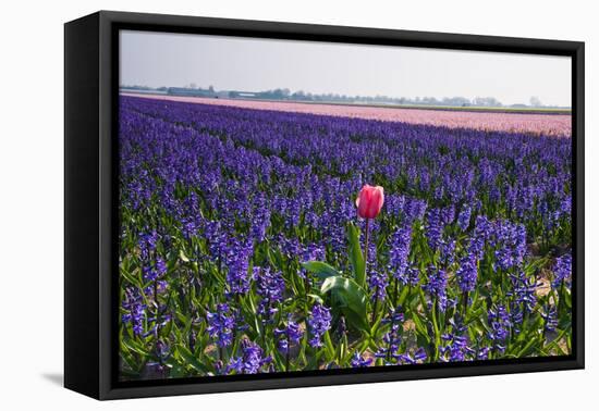 Lonesome Pink Tulip in Field of Purple Hyacinths-Colette2-Framed Premier Image Canvas