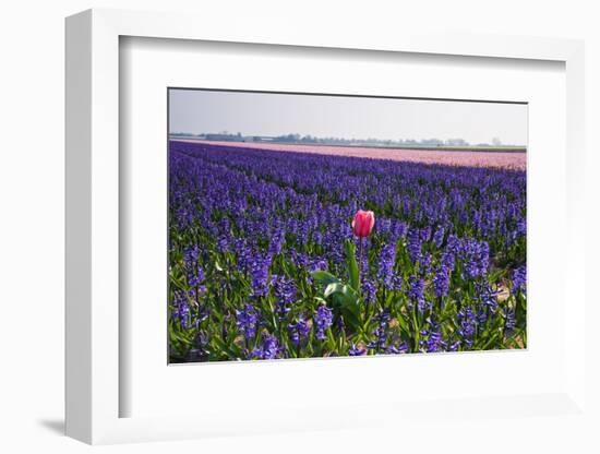 Lonesome Pink Tulip in Field of Purple Hyacinths-Colette2-Framed Photographic Print