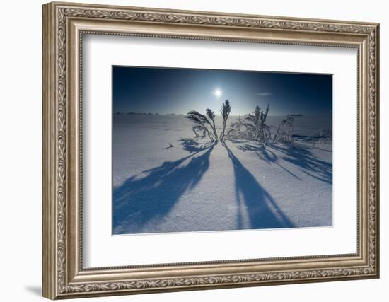 Lonesome Plain in Iced Up Winter Scenery, Triebtal, Vogtland, Saxony, Germany-Falk Hermann-Framed Photographic Print