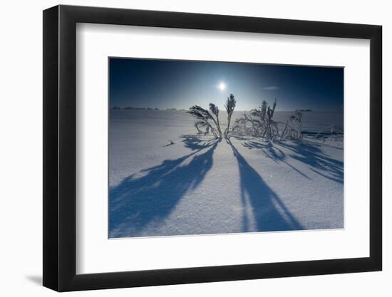 Lonesome Plain in Iced Up Winter Scenery, Triebtal, Vogtland, Saxony, Germany-Falk Hermann-Framed Photographic Print