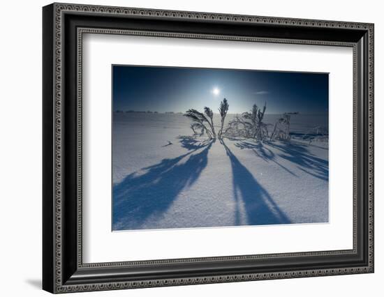 Lonesome Plain in Iced Up Winter Scenery, Triebtal, Vogtland, Saxony, Germany-Falk Hermann-Framed Photographic Print