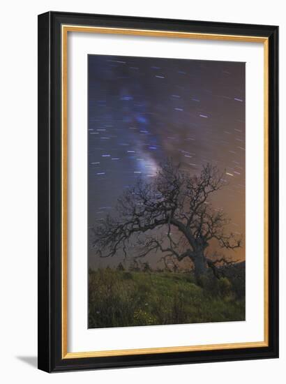 Lonesome Tree-Matias Jason-Framed Photographic Print