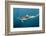 Long-Beaked Common Dolphin at Sardine Run, Eastern Cape, South Africa-Pete Oxford-Framed Photographic Print