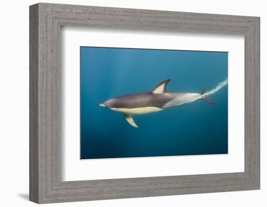 Long-Beaked Common Dolphin at Sardine Run, Eastern Cape, South Africa-Pete Oxford-Framed Photographic Print