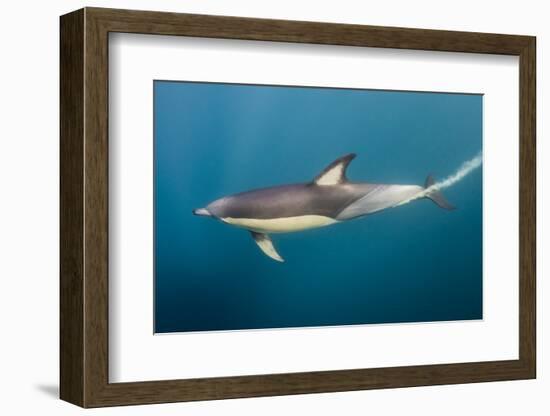 Long-Beaked Common Dolphin at Sardine Run, Eastern Cape, South Africa-Pete Oxford-Framed Photographic Print