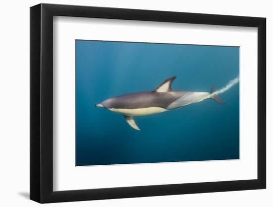 Long-Beaked Common Dolphin at Sardine Run, Eastern Cape, South Africa-Pete Oxford-Framed Photographic Print