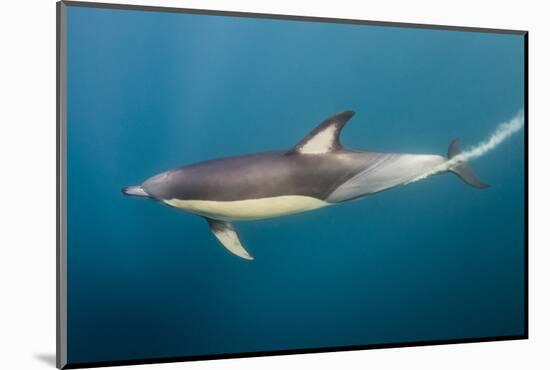 Long-Beaked Common Dolphin at Sardine Run, Eastern Cape, South Africa-Pete Oxford-Mounted Photographic Print