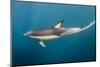Long-Beaked Common Dolphin at Sardine Run, Eastern Cape, South Africa-Pete Oxford-Mounted Photographic Print