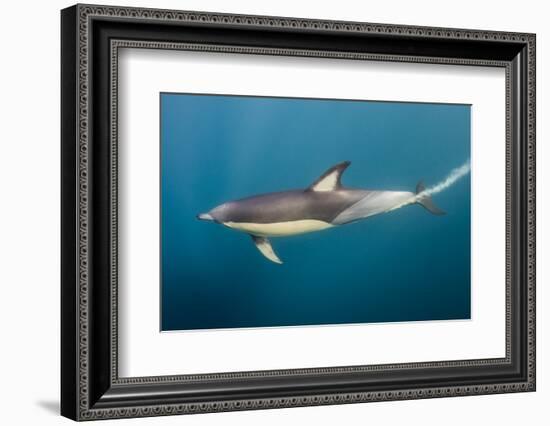 Long-Beaked Common Dolphin at Sardine Run, Eastern Cape, South Africa-Pete Oxford-Framed Photographic Print