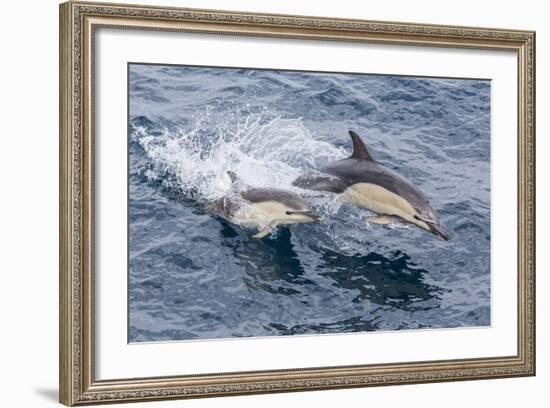 Long-Beaked Common Dolphin (Delphinus Capensis) Leaping Near White Island-Michael Nolan-Framed Photographic Print