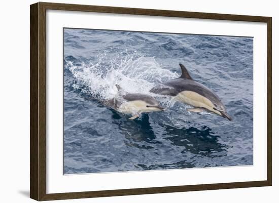 Long-Beaked Common Dolphin (Delphinus Capensis) Leaping Near White Island-Michael Nolan-Framed Photographic Print