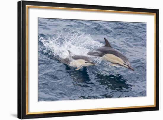 Long-Beaked Common Dolphin (Delphinus Capensis) Leaping Near White Island-Michael Nolan-Framed Photographic Print