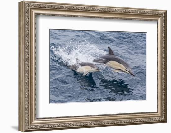 Long-Beaked Common Dolphin (Delphinus Capensis) Leaping Near White Island-Michael Nolan-Framed Photographic Print