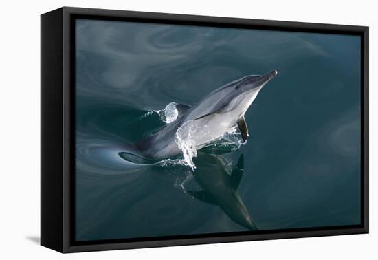 Long-beaked Common Dolphin (Delphinus capensis) leaping-Michael Nolan-Framed Premier Image Canvas