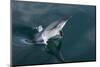 Long-beaked Common Dolphin (Delphinus capensis) leaping-Michael Nolan-Mounted Photographic Print