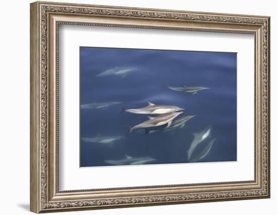 Long-beaked common dolphin (Delphinus capensis) pair surfacing in the calm waters-Michael Nolan-Framed Photographic Print