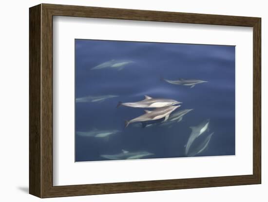 Long-beaked common dolphin (Delphinus capensis) pair surfacing in the calm waters-Michael Nolan-Framed Photographic Print