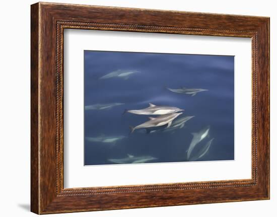 Long-beaked common dolphin (Delphinus capensis) pair surfacing in the calm waters-Michael Nolan-Framed Photographic Print