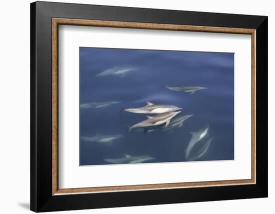 Long-beaked common dolphin (Delphinus capensis) pair surfacing in the calm waters-Michael Nolan-Framed Photographic Print