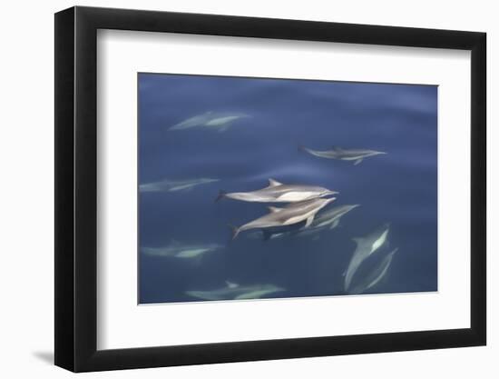 Long-beaked common dolphin (Delphinus capensis) pair surfacing in the calm waters-Michael Nolan-Framed Photographic Print