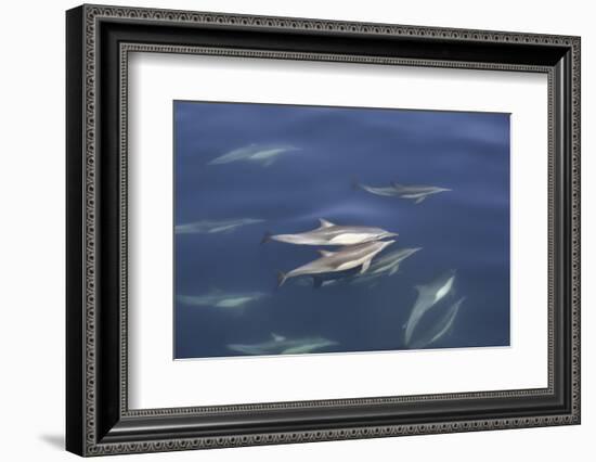 Long-beaked common dolphin (Delphinus capensis) pair surfacing in the calm waters-Michael Nolan-Framed Photographic Print