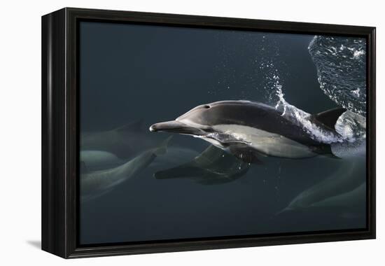 Long-beaked Common Dolphin (Delphinus capensis) surfacing in the Gulf of California-Michael Nolan-Framed Premier Image Canvas