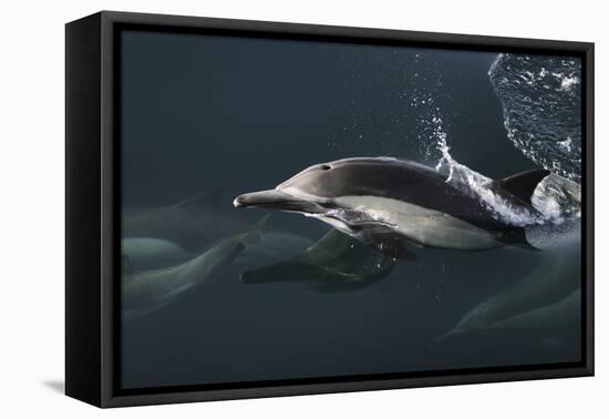 Long-beaked Common Dolphin (Delphinus capensis) surfacing in the Gulf of California-Michael Nolan-Framed Premier Image Canvas