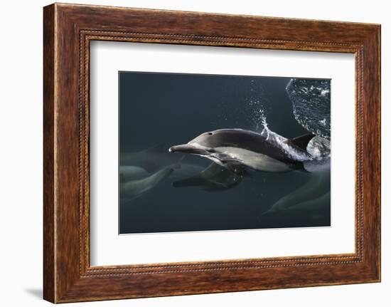 Long-beaked Common Dolphin (Delphinus capensis) surfacing in the Gulf of California-Michael Nolan-Framed Photographic Print