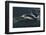 Long-beaked Common Dolphin (Delphinus capensis) surfacing in the Gulf of California-Michael Nolan-Framed Photographic Print