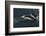 Long-beaked Common Dolphin (Delphinus capensis) surfacing in the Gulf of California-Michael Nolan-Framed Photographic Print