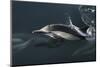Long-beaked Common Dolphin (Delphinus capensis) surfacing in the Gulf of California-Michael Nolan-Mounted Photographic Print
