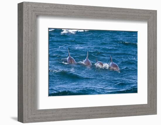 Long-Beaked Common Dolphin (Delphinus Capensis)-Reinhard Dirscherl-Framed Photographic Print