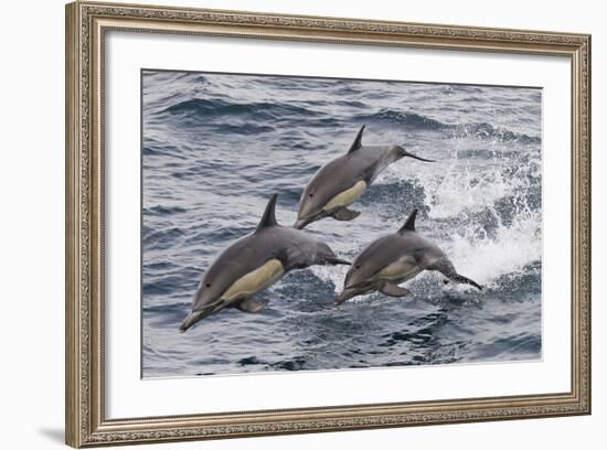 Long-Beaked Common Dolphin, Isla San Esteban, Gulf of California (Sea of Cortez), Mexico-Michael Nolan-Framed Photographic Print