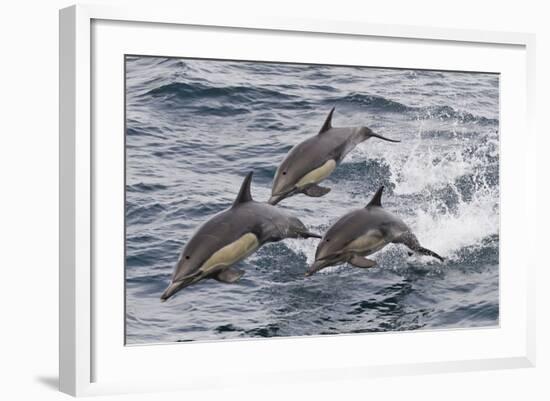 Long-Beaked Common Dolphin, Isla San Esteban, Gulf of California (Sea of Cortez), Mexico-Michael Nolan-Framed Photographic Print