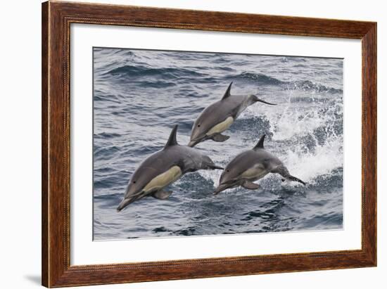 Long-Beaked Common Dolphin, Isla San Esteban, Gulf of California (Sea of Cortez), Mexico-Michael Nolan-Framed Photographic Print