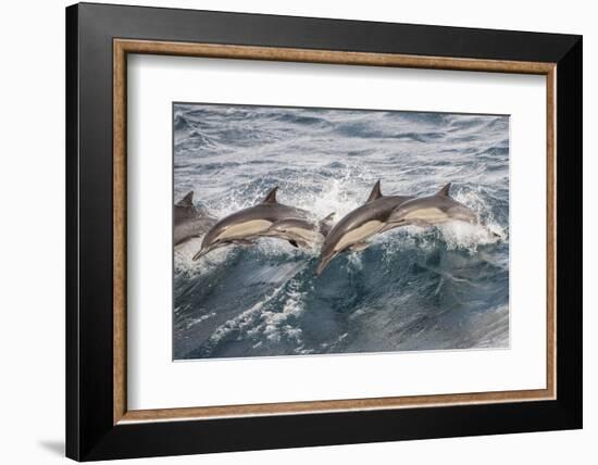 Long beaked common dolphin pod porpoising Baja California, Mexico.-Mark Carwardine-Framed Photographic Print