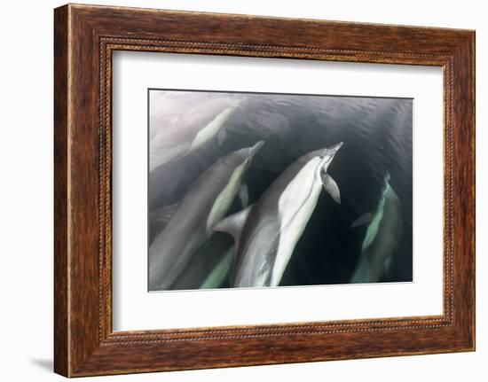 Long-beaked common dolphin, Sea of Cortez, Mexico-Claudio Contreras-Framed Photographic Print