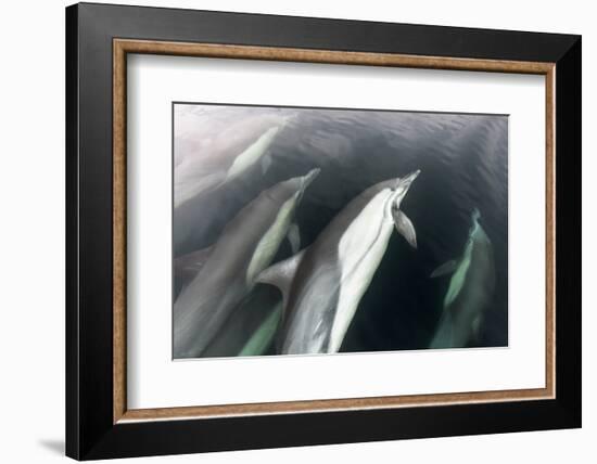 Long-beaked common dolphin, Sea of Cortez, Mexico-Claudio Contreras-Framed Photographic Print