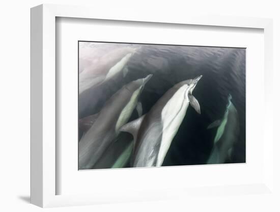 Long-beaked common dolphin, Sea of Cortez, Mexico-Claudio Contreras-Framed Photographic Print