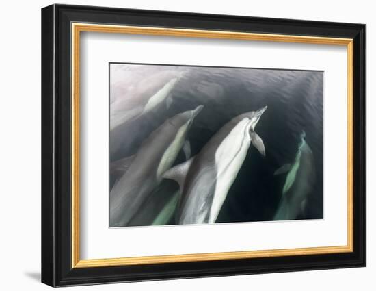 Long-beaked common dolphin, Sea of Cortez, Mexico-Claudio Contreras-Framed Photographic Print